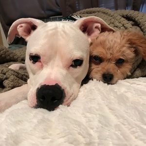 Meet your Posher, Devon